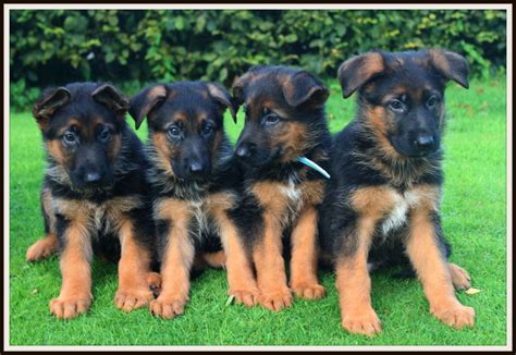 Gorgeous Male German Shepherd Puppies For Sale Dursley