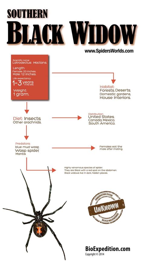 Southern Black Widow Infographic Spider Facts And Information