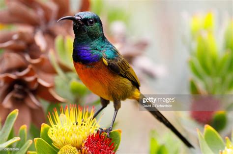 An Orange Breasted Sunbird Anthobaphes Violacea Standing On A Tufted