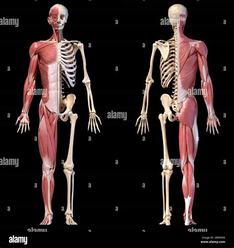 Anatomie Des Systèmes Musclés Et Squelettiques Mâles Humains Vues