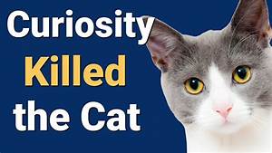 Curiosity Killed The Cat Meaning Idioms In English Youtube