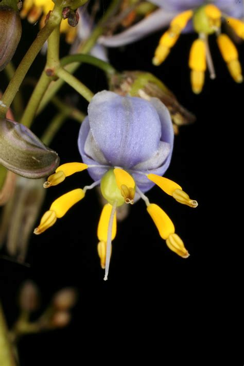 Dianella Tasmanica Hookf Phormiaceae Tasman Flax Lily Distribution
