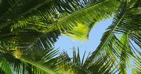 Looking Up At Palm Trees Stock Footage Video 100 Royalty Free