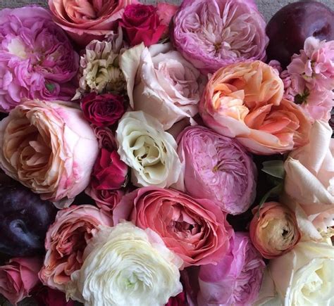 Alexandra Farms Garden Roses On Instagram Theflowerhat Shared This