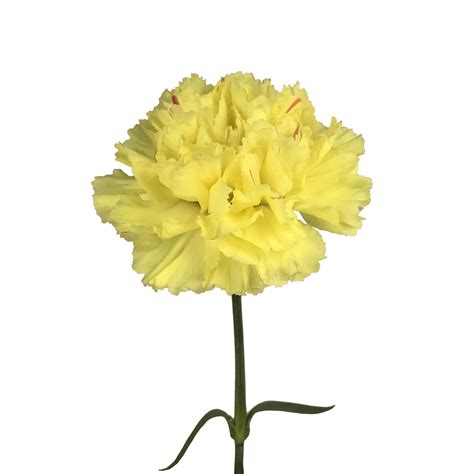The mini carnation flower would adorn any wedding. Carnation, Yellow | Charlotte Flower Market
