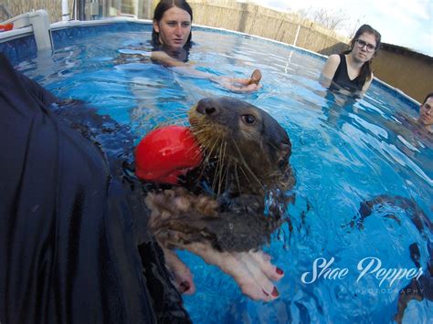 You Otter Try This Otter Swim And Tour At Barn Hill Preserve In