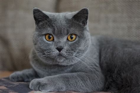 List Of 8 Stunning Grey Cat Breeds With Pictures And Descriptions