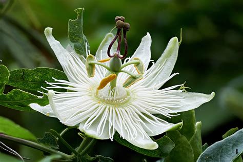 White Passion Flower White Passion Flower Natural Light Flickr