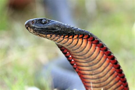 澳大利亚最毒的10种蛇——owlcation 188jdc金宝搏