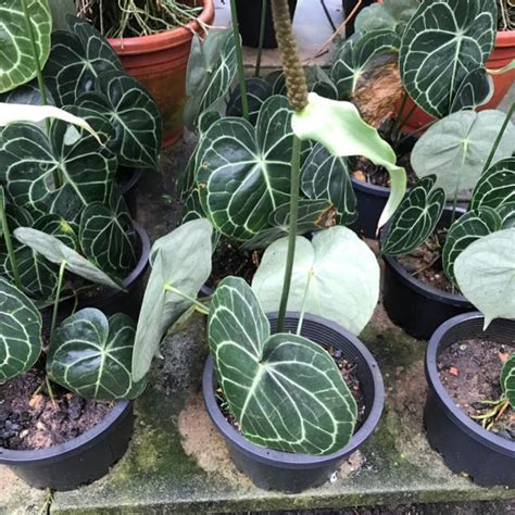 Plants anthurium growers urban jungle succulents. Anthurium clarinervium for sale, Gardening on Carousell