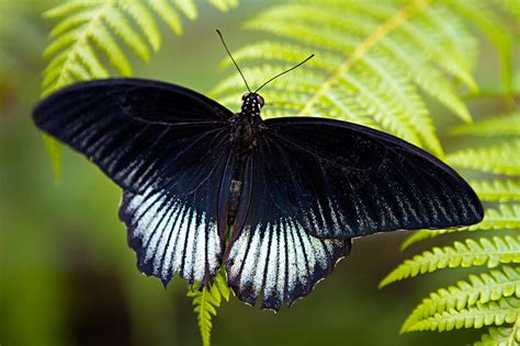 Black Butterfly Photograph By Alexandra Walker