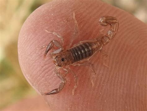 Wild Texas 5 Most Common Scorpions Habitats And More