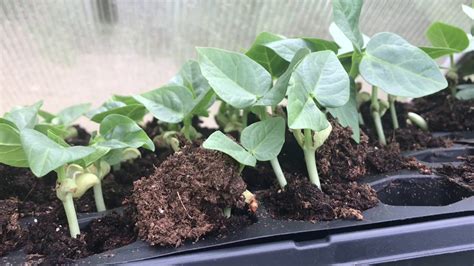 Growing Black Eyed Peas From Seeds Youtube