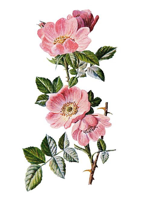 In this tutorial i show you how to draw a blossom branch with dagubi watercolor brushes in adobe illustrator. Sweet Briar Rose | Flower illustration, Flower drawing ...