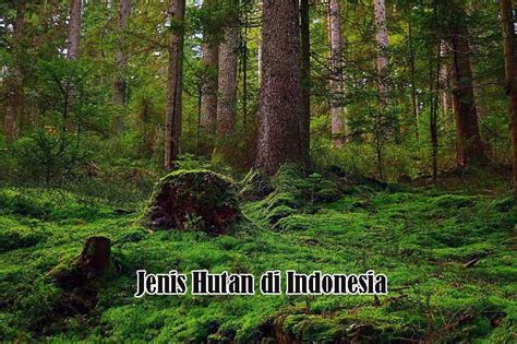 Jenis Hutan Di Indonesia Berdasarkan Iklim Relief Dan Jenis Tanahnya