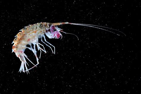 Amphipod Crustacean