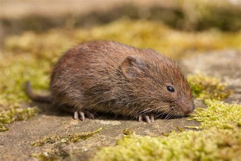 What Are Voles Everything You Need To Know Bugtech