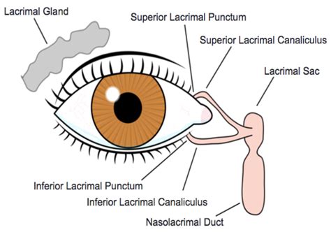 Lacrimal Gland Anatomy And Drainage System Anatomy Grepmed