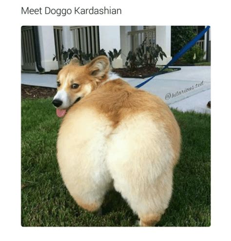 Fat dog memes & gifs. Meet Doggo Kardashian | Funny Meme on SIZZLE