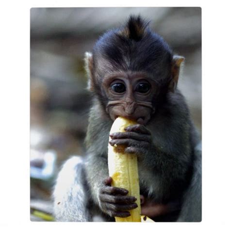 Cute Baby Macaque Monkey Eating Banana Photo Plaque Zazzle