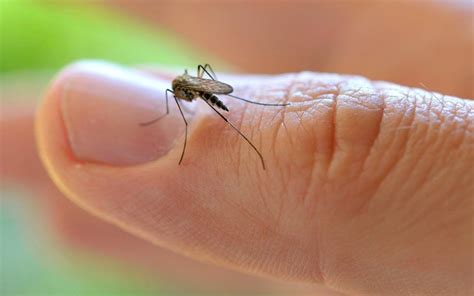 Pican Pican Los Mosquitos ¿qué Especies Hay En La Plata Y Hasta