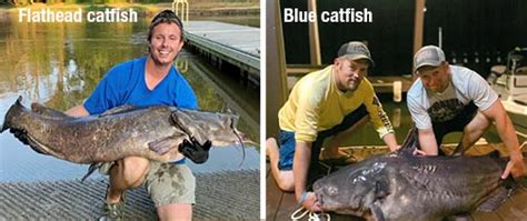 Two Catfish State Records Broken In July Nc Wildlife Resources