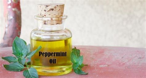 Peppermint Infused Herbal Oil Peppermint Scent Peppermint Herbal Oil