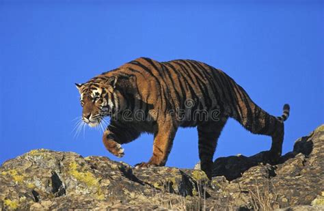 Bengal Tiger Panthera Tigris Tigris Adult Standing On Rock Stock