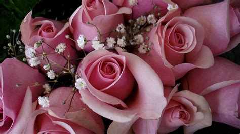 Wallpaper Roses Flowers Pink Gypsophila Bouquet Buds Hd Picture