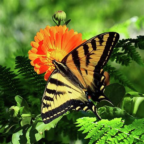 Beautiful Western Tiger Swallowtail Butterfly Photograph By Sherrie