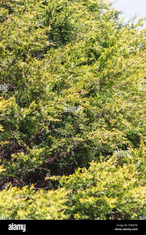 Green Trees In Aberdeen Scotland Stock Photo Alamy