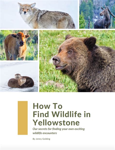 Secrets For Finding Yellowstone Wildlife A Yellowstone Life