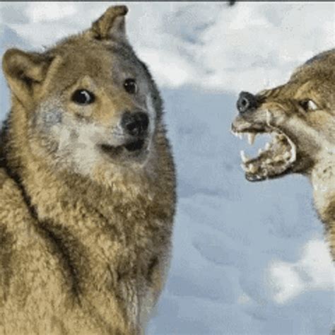 Ugandan Wolf Meme  Ugandanwolf Meme Byechoesandugandanseal