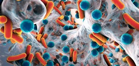 البكتيريا النافعة للانسان