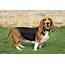 Basset Hound Dog Breed Complete Guide  AZ Animals
