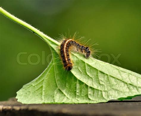 The spiracles or breathing holes along the sides of the body are large, bright white and rimmed in aqua and black. Black caterpillar with long hair | Stock image | Colourbox