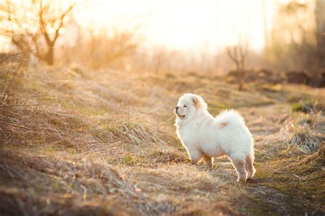 Chow Chow Colors A Complete Guide For Chow Chow Lovers