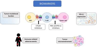 Frontiers Predictive Biomarkers Of Response To Immunotherapy In