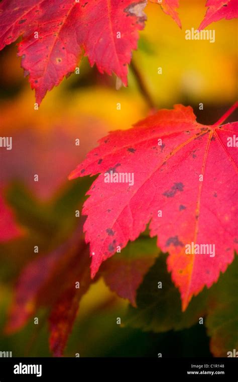 Bright Red Maples Leaves With Multicolor Background Stock Photo Alamy