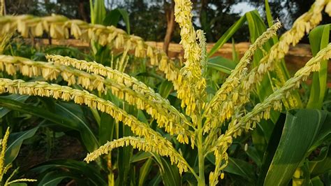 Jagung memiliki nama latin zea mays. Bunga Jantan pada Jagung Zea mays