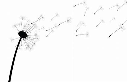 Dandelion Seed Vector Clip Background Blowing Illustrations