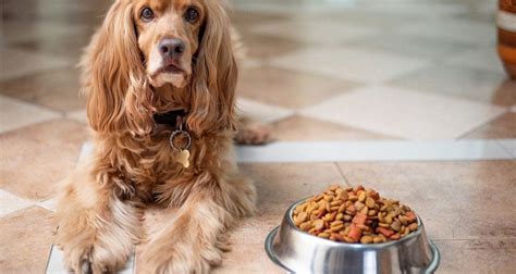 Best Supplements For Homemade Dog Food Fur Genius