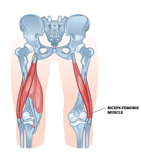 Biceps Femoris Exercises And Stretches Inspire Us