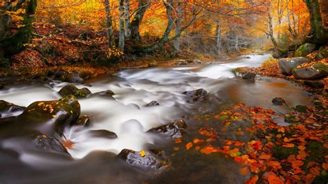 Waterfall Stream Between Colorful Autumn Leafed Trees Dry Leaves Forest