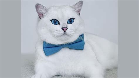 Dari sekian banyak binatang, nabi muhammad mengutamakan hewan kucing sebagai peliharaan yang harus dipelihara dan dijaga dengan perilaku lemah lembut. Inspirasi Nama-Nama Kucing Lucu untuk Peliharaanmu | KepoGaul