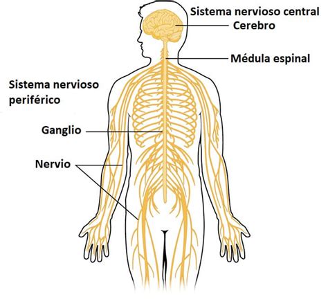 Sistema nervioso humano qué es partes funciones