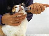 Photos of Medication For Uti In Cats