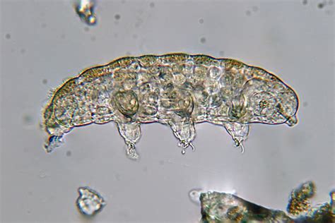 Tardigrade Under The Microscope The Planetary Society