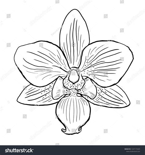 Orchid Vector Flower Sketch Line Drawing Vector Có Sẵn Miễn Phí Bản