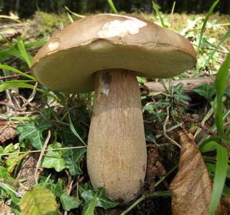 Boletus Reticulatus Summer Bolete Mushroom